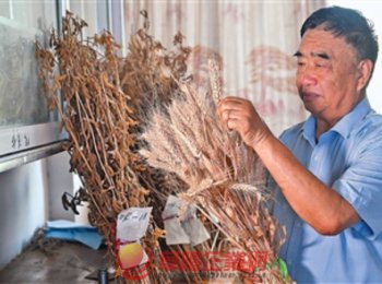 安徽省阜陽市太和縣種糧大戶徐淙祥——追夢科學(xué)種田路