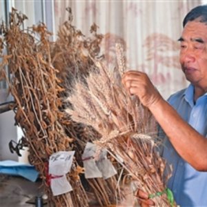 安徽省阜陽(yáng)市太和縣種糧大戶(hù)徐淙祥——追夢(mèng)科學(xué)種田路